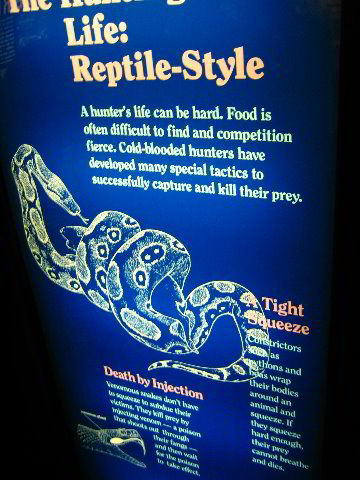 Lincoln-Park-Zoo-Chicago-039