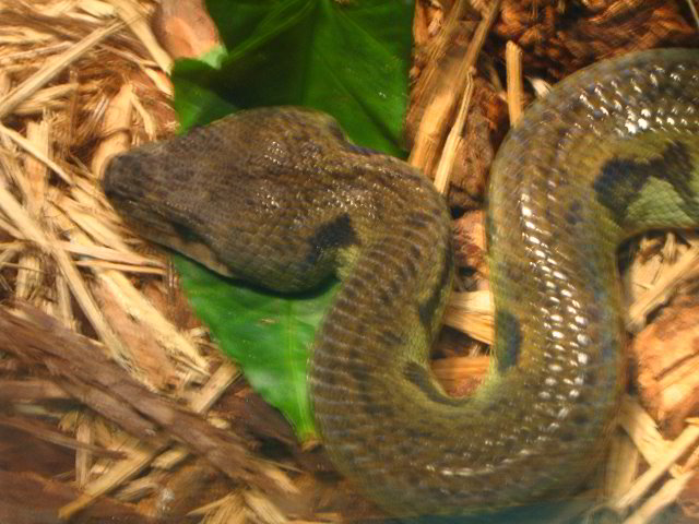 Lincoln-Park-Zoo-Chicago-041