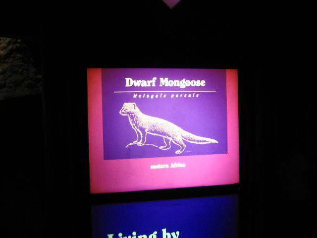 Lincoln-Park-Zoo-Chicago-046