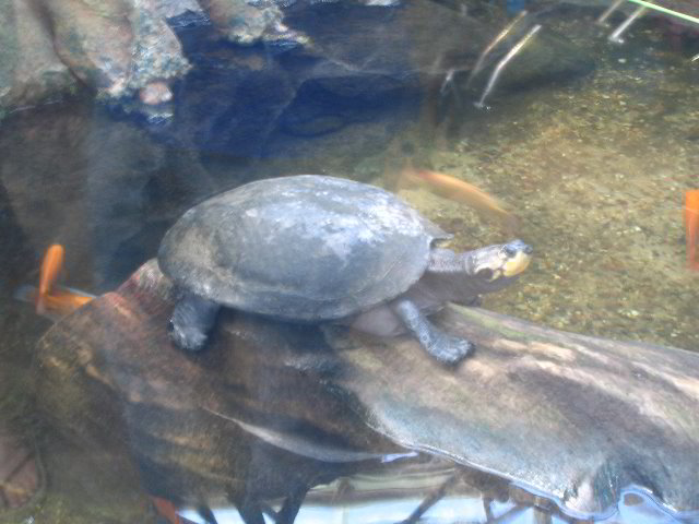 Lincoln-Park-Zoo-Chicago-047