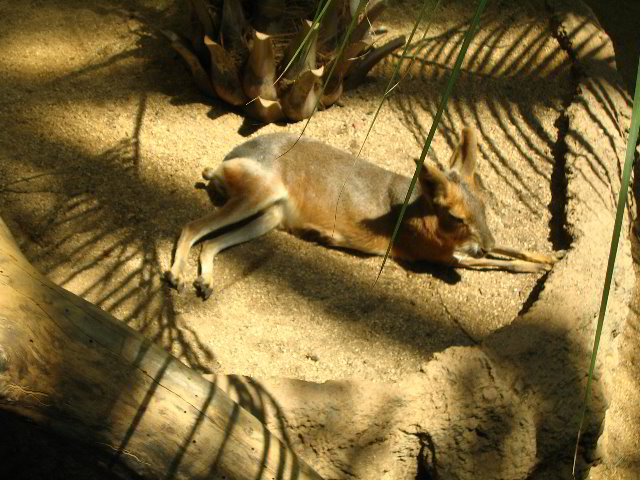 Lincoln-Park-Zoo-Chicago-049