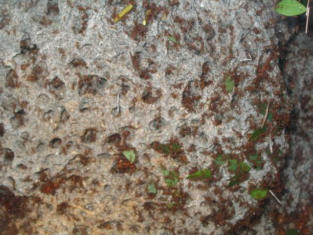 Lincoln-Park-Zoo-Chicago-051