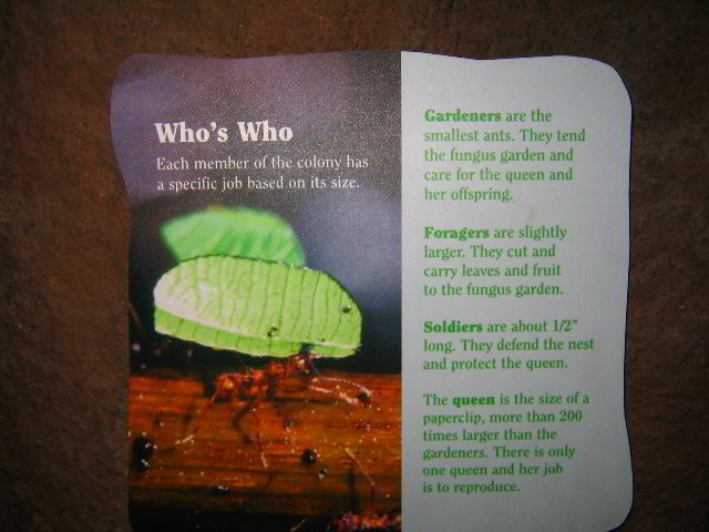 Lincoln-Park-Zoo-Chicago-052