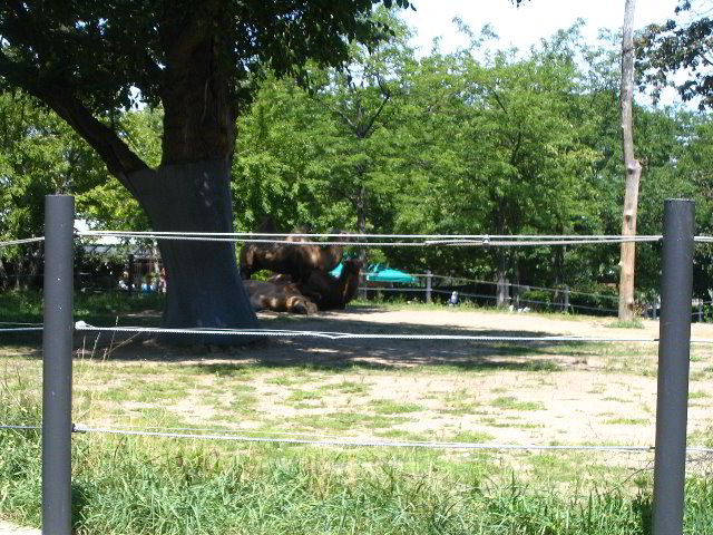 Lincoln-Park-Zoo-Chicago-060