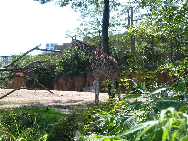Lincoln-Park-Zoo-Chicago-066