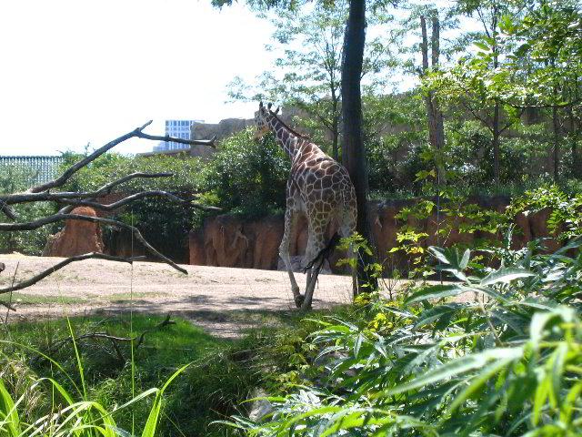 Lincoln-Park-Zoo-Chicago-067