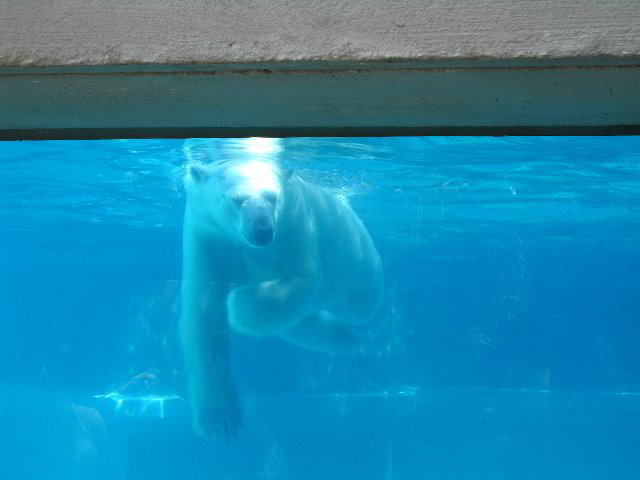 Lincoln-Park-Zoo-Chicago-068