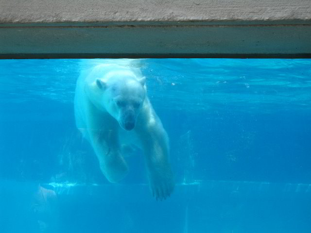 Lincoln-Park-Zoo-Chicago-069