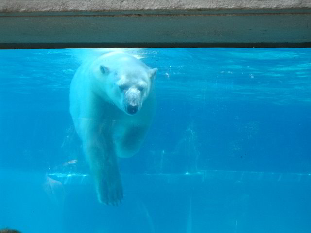 Lincoln-Park-Zoo-Chicago-070