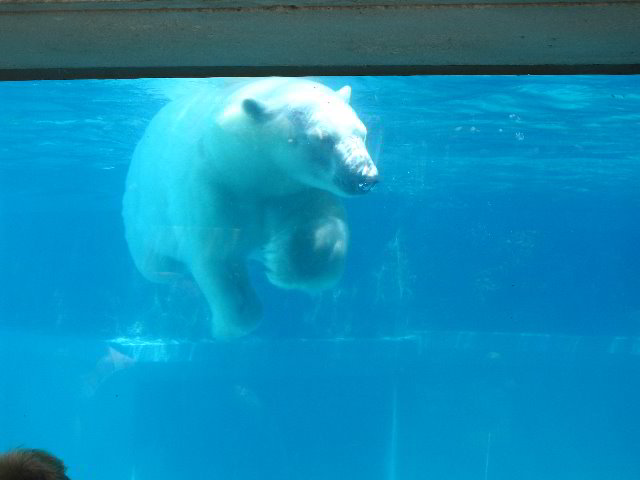 Lincoln-Park-Zoo-Chicago-071