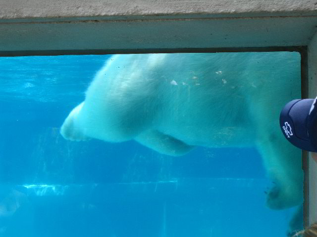 Lincoln-Park-Zoo-Chicago-073