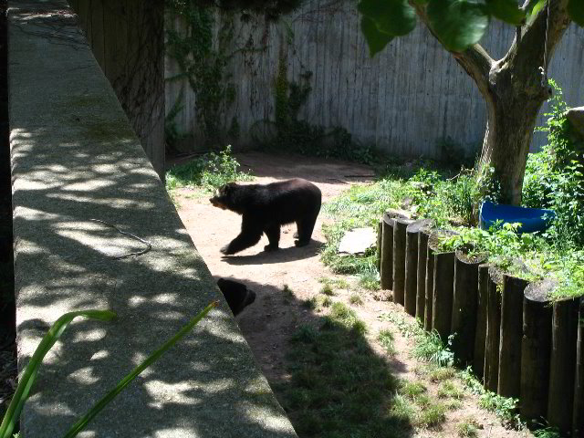 Lincoln-Park-Zoo-Chicago-076
