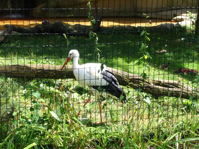 Lincoln-Park-Zoo-Chicago-080