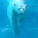 Lincoln Park Zoo Pictures