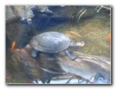 Lincoln-Park-Zoo-Chicago-047