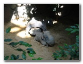 Lincoln-Park-Zoo-Chicago-048