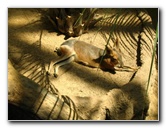 Lincoln-Park-Zoo-Chicago-049