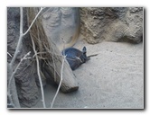 Lincoln-Park-Zoo-Chicago-053