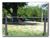 Lincoln-Park-Zoo-Chicago-060