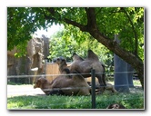 Lincoln-Park-Zoo-Chicago-061