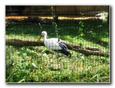 Lincoln-Park-Zoo-Chicago-080