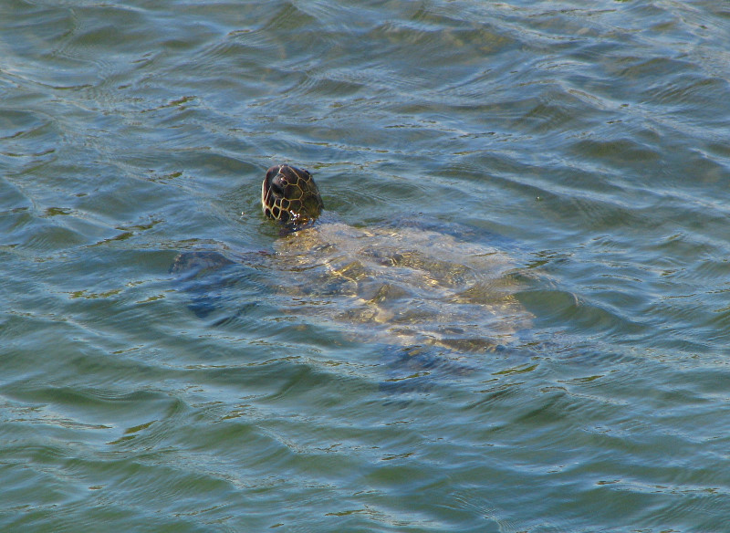 Coconut-Island-Park-Hilo-Bay-Big-Island-Hawaii-015