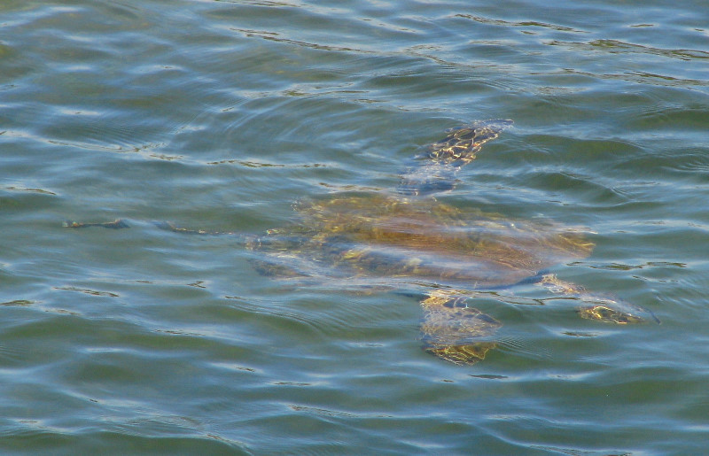 Coconut-Island-Park-Hilo-Bay-Big-Island-Hawaii-016