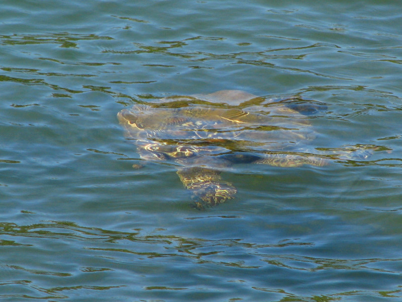 Coconut-Island-Park-Hilo-Bay-Big-Island-Hawaii-017