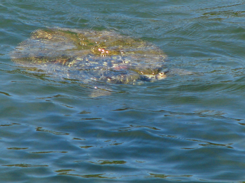 Coconut-Island-Park-Hilo-Bay-Big-Island-Hawaii-018