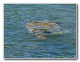 Coconut-Island-Park-Hilo-Bay-Big-Island-Hawaii-017