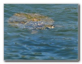 Coconut-Island-Park-Hilo-Bay-Big-Island-Hawaii-018