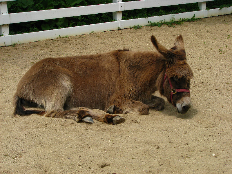 Cosley-Zoo-Wheaton-Park-District-Chicago-IL-015