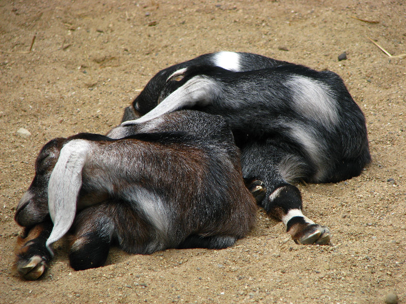 Cosley-Zoo-Wheaton-Park-District-Chicago-IL-036