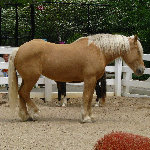 Cosley Animal Farm & Museum - Wheaton, IL