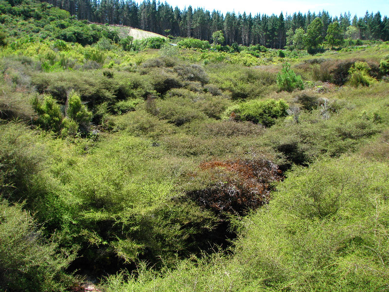 Craters-of-the-Moon-Geothermal-Walk-Taupo-New-Zealand-017