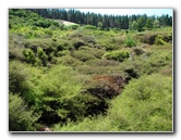 Craters-of-the-Moon-Geothermal-Walk-Taupo-New-Zealand-017