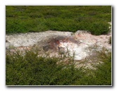 Craters-of-the-Moon-Geothermal-Walk-Taupo-New-Zealand-034