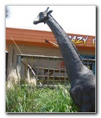 Crazy-Fish-Kayaking-Jacksonville-Beach-FL-004