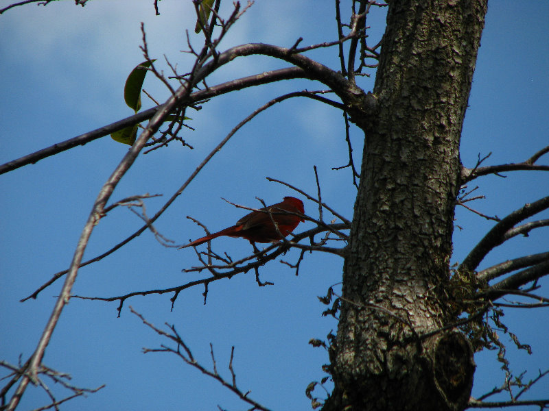 Daggerwing-Nature-Center-Boca-Raton-FL-013