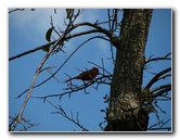 Daggerwing-Nature-Center-Boca-Raton-FL-013