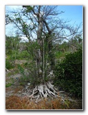 Daggerwing-Nature-Center-Boca-Raton-FL-016