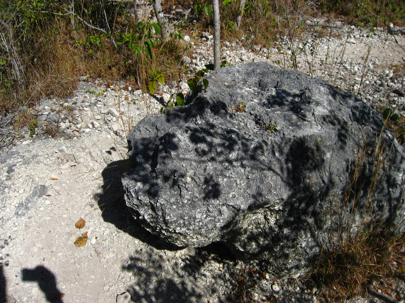 Dagny-Johnson-Key-Largo-Hammock-Botanical-State-Park-019