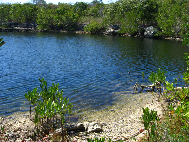DagnyJohnsonKeyLargoHammockBotanicalStatePark023