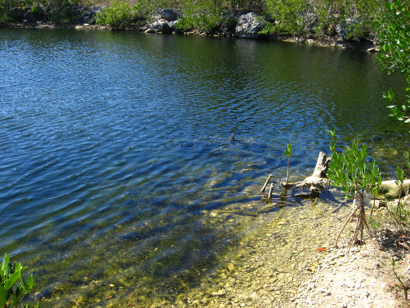DagnyJohnsonKeyLargoHammockBotanicalStatePark026