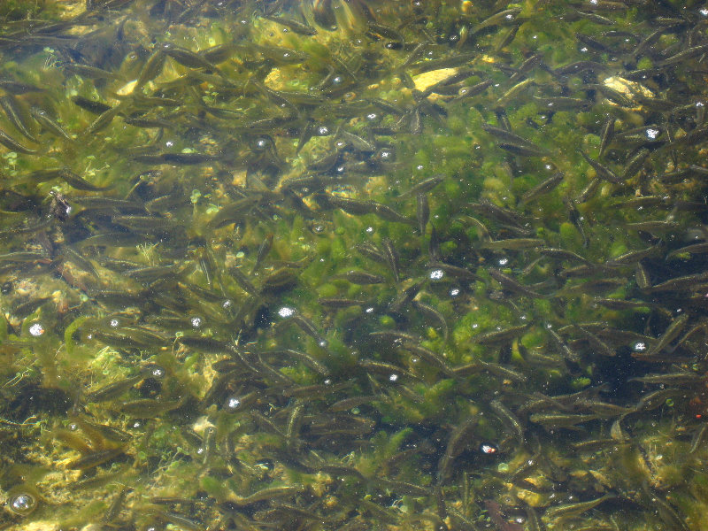 Dagny-Johnson-Key-Largo-Hammock-Botanical-State-Park-027