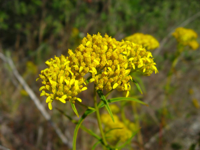 Dagny-Johnson-Key-Largo-Hammock-Botanical-State-Park-028