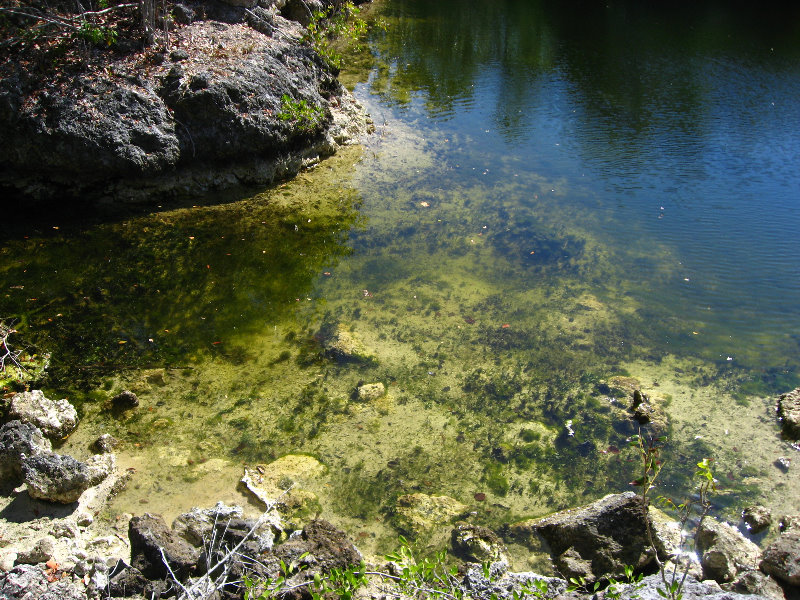 Dagny-Johnson-Key-Largo-Hammock-Botanical-State-Park-032