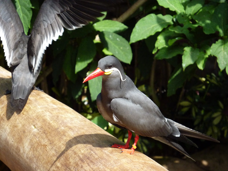 Discovery-Cove-Theme-Park-Orlando-FL-020