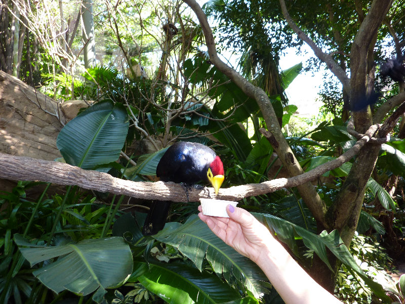 Discovery-Cove-Theme-Park-Orlando-FL-034