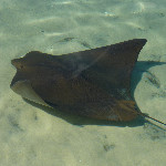 Discovery Cove - Orlando, FL